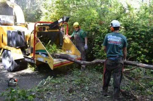 tree services Overbrook